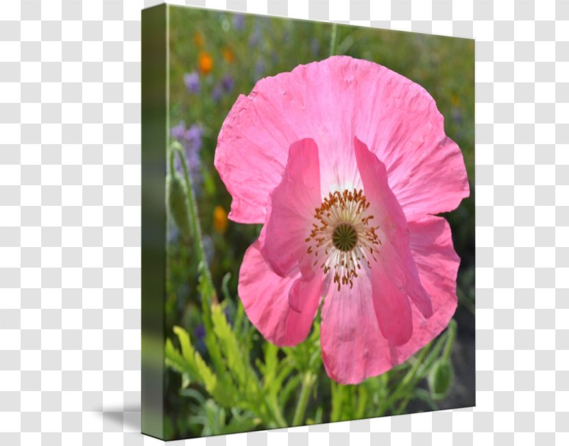 Pink M Wildflower - Flowering Plant - Poppy Transparent PNG