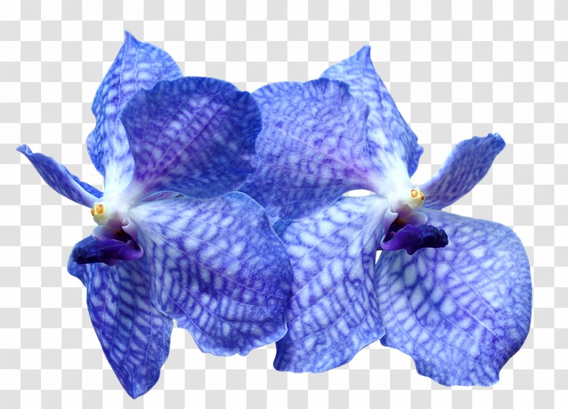 Orchids Flower Blue Tulip Plant Symbolism - Violet Transparent PNG