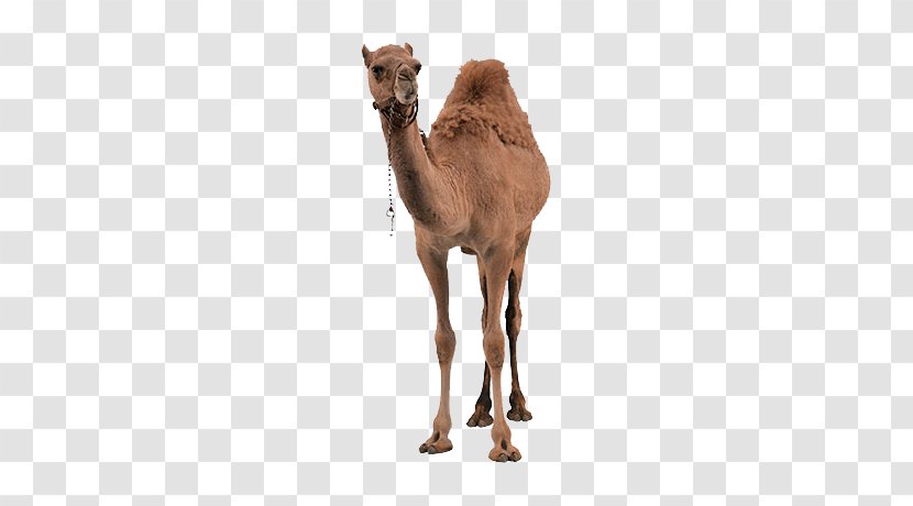 Bactrian Camel Dromedary Erg Chigaga MHamid El Ghizlane - Desert Transparent PNG