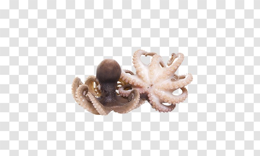 Octopus Stock Photography Squid As Food - Primo Piatto Transparent PNG