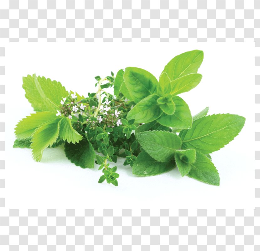 Herb Lemon Balm Stock Photography Food Plant - Urinary Transparent PNG