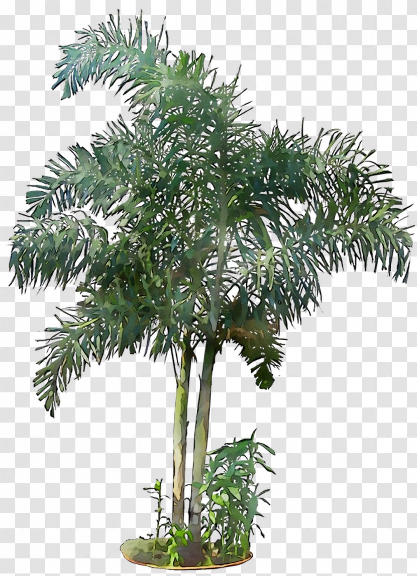 Flowerpot Houseplant Date Palm Shrub Branching - Plant Stem Transparent PNG