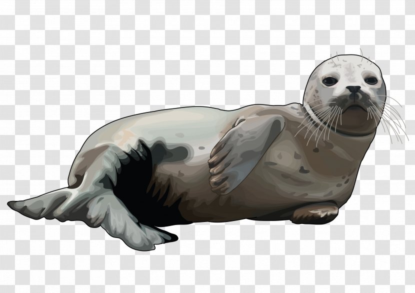 Mediterranean Monk Seal Elephant Sea Lion Infographic Drawing - Harbor - Color Paint Transparent PNG