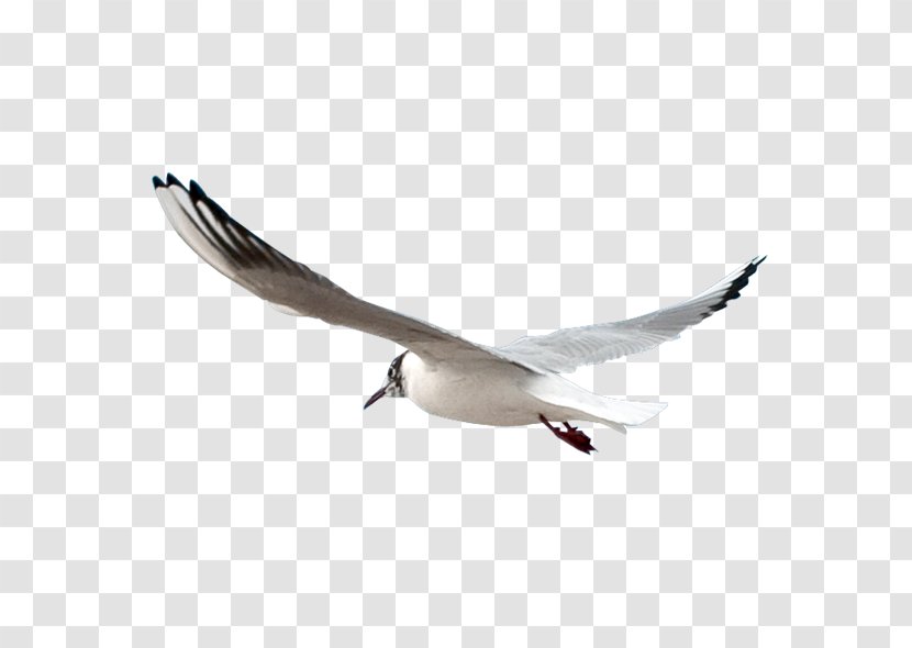 Gulls Bird - Beak - Seagulls Transparent PNG