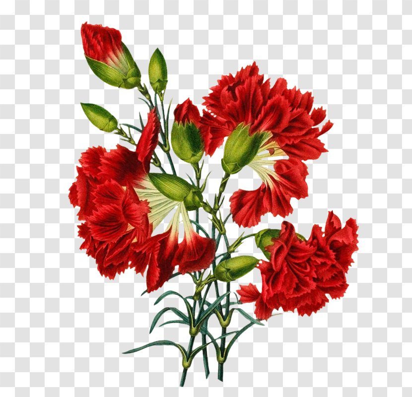 Carnation Art Flower Floral Design - Engraving Transparent PNG
