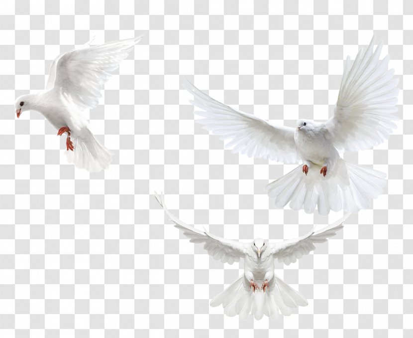 Bird - Wing - Rock Dove Transparent PNG