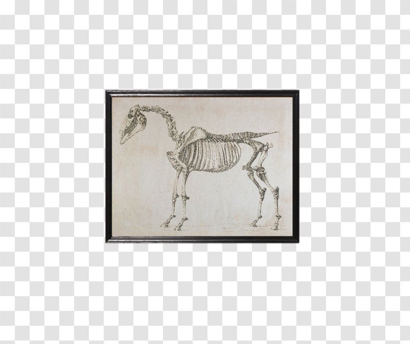 Skeleton Skeletal System Of The Horse Lion, Witch And Wardrobe Animal - Horn Transparent PNG