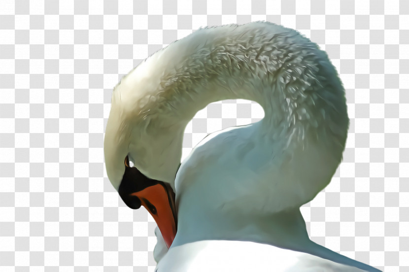 Swan Neck Water Bird Ducks, Geese And Swans Beak Transparent PNG