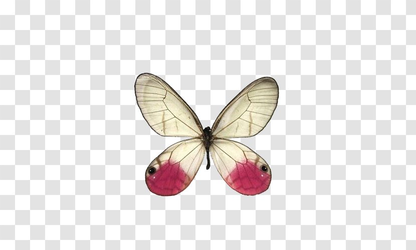 Swallowtail Butterfly Greta Oto Cithaerias Pink - Graphium Weiskei Transparent PNG