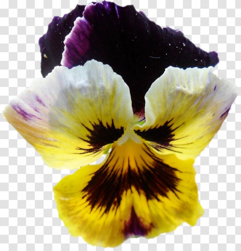Pansy Information Yellow Clip Art - Flowering Plant Transparent PNG