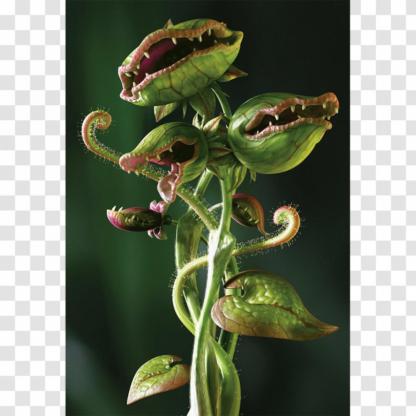 Carnivorous Plant Carnivore Venus Flytrap Eating - Flower Fly Transparent PNG