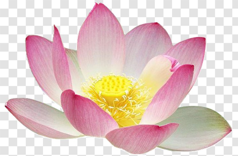 Nelumbo Nucifera Lotus Seed Clip Art - Free Content - Realistic Flowers Cliparts Transparent PNG