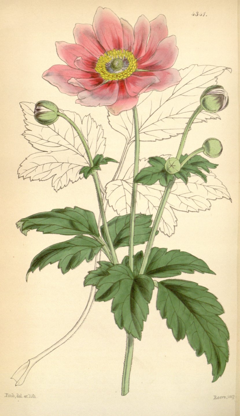 Japanese Anemone Flower Curtis's Botanical Magazine Botany Illustration Transparent PNG