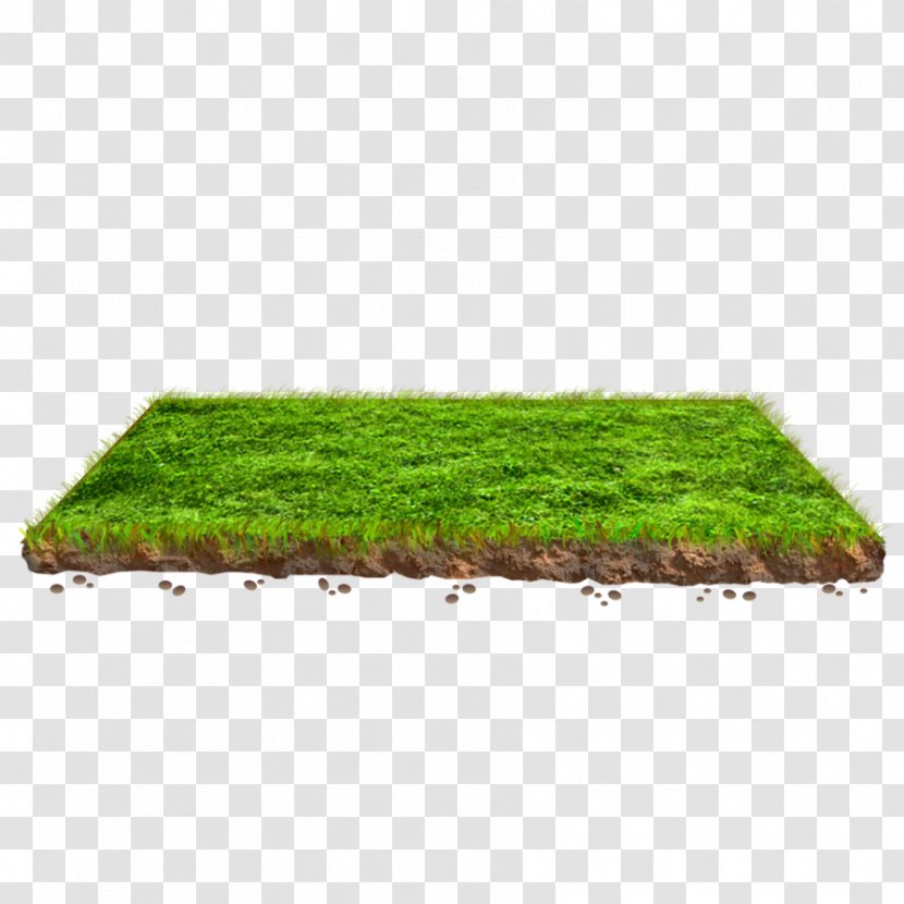 Lawn Grasses Plant Rectangle Family - Green - SOIL Transparent PNG