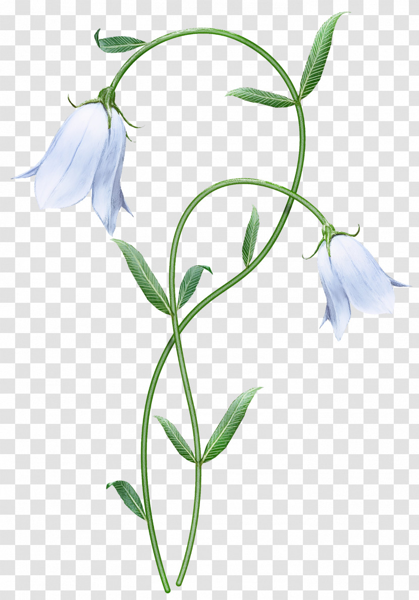 Flower Plant Pedicel Snowdrop Bellflower Transparent PNG