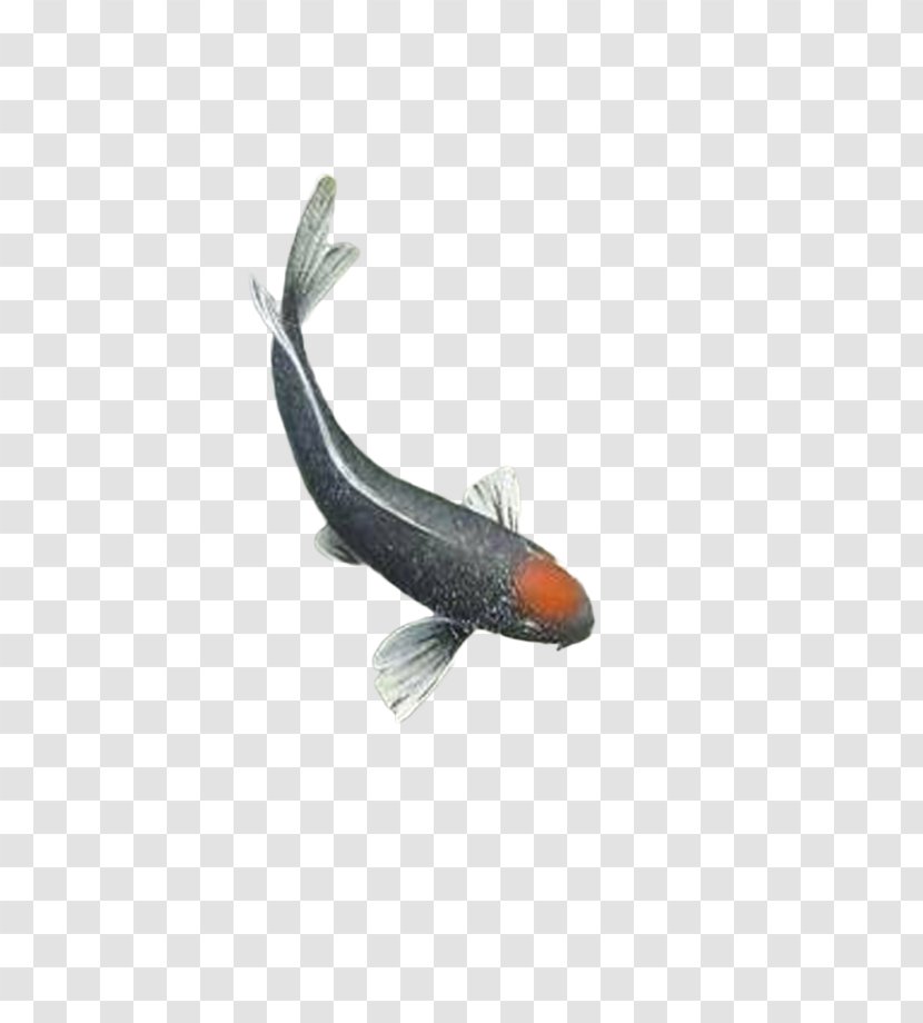 Fish Ink - Fauna Transparent PNG