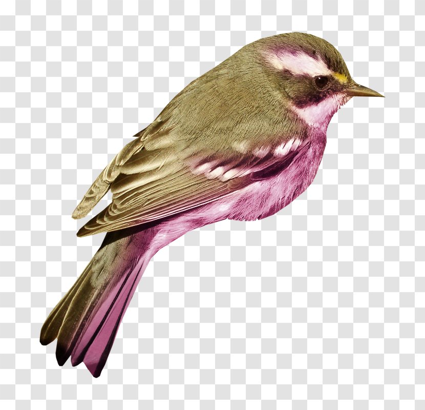 House Sparrow Bird Clip Art Image - Passerine Transparent PNG