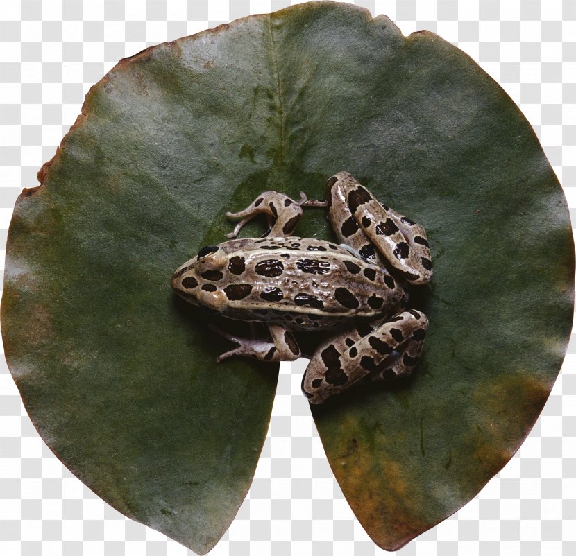 Frog Cartoon - Plate - Leaf Transparent PNG