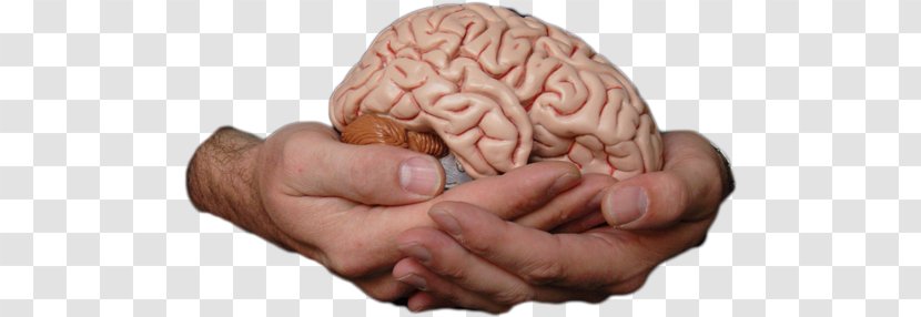 Human Brain Homo Sapiens Memory Consciousness - Silhouette Transparent PNG