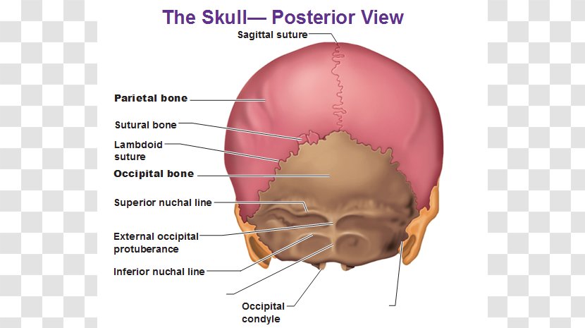 Human Body Skull Anatomy External Occipital Protuberance Back - Tree - Image Of Transparent PNG