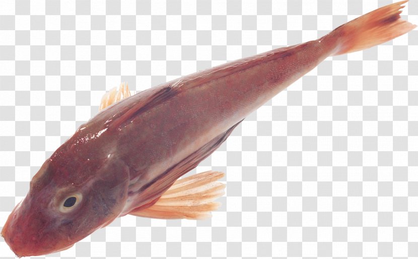 Cod Fish Digital Image - Tinypic Transparent PNG
