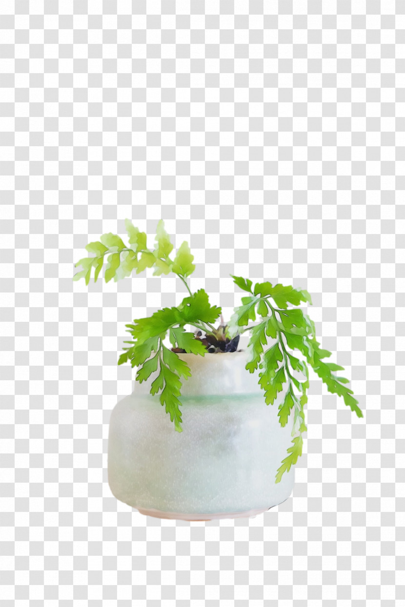 Flowerpot Houseplant Herb M-tree Tree Transparent PNG