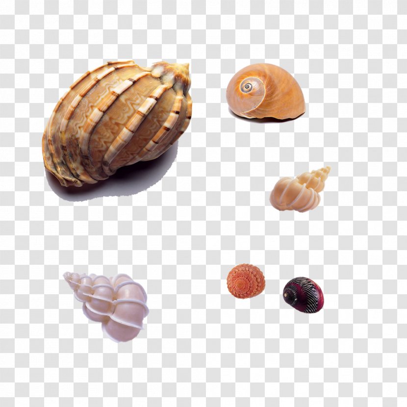Seashell Sea Snail Mollusc Shell Shellfish - Cypraecassis Rufa - Beach Conch Transparent PNG