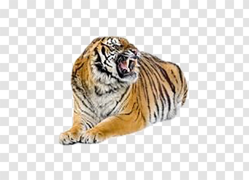 Bengal Tiger Cat Felidae Stock Photography - Big Cats Transparent PNG