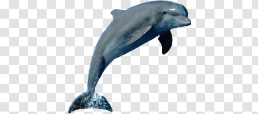 Dolphin Porpoise Tucuxi Cetacea - Tux Paint Transparent PNG
