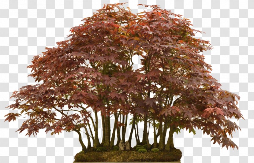 Bonsai Maple Tree - National Foundation Transparent PNG