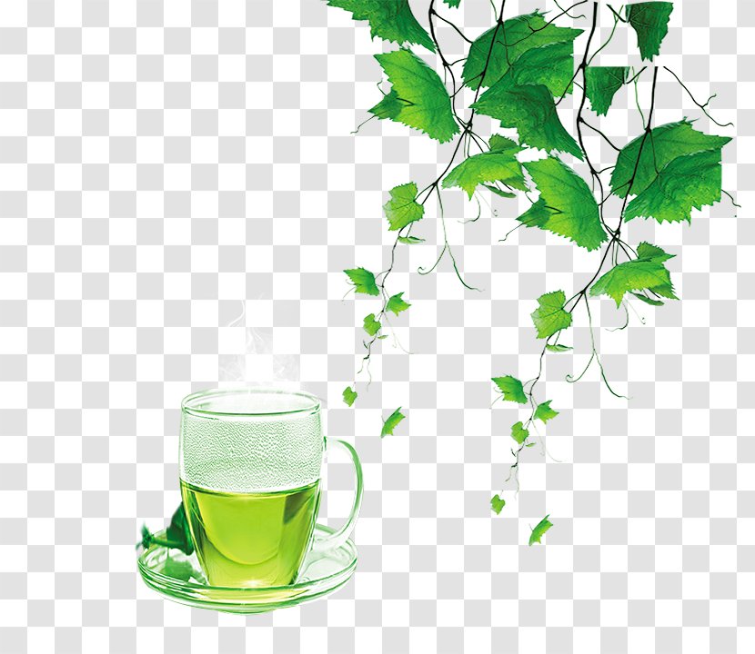 Green Tea Puer - Tree - Fresh Transparent PNG