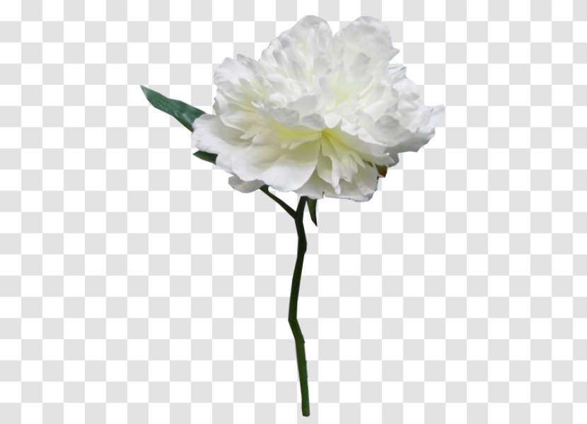 Peony Cut Flowers Rosaceae Artificial Flower - Plant - Christmas Wreath Picture Material Transparent PNG