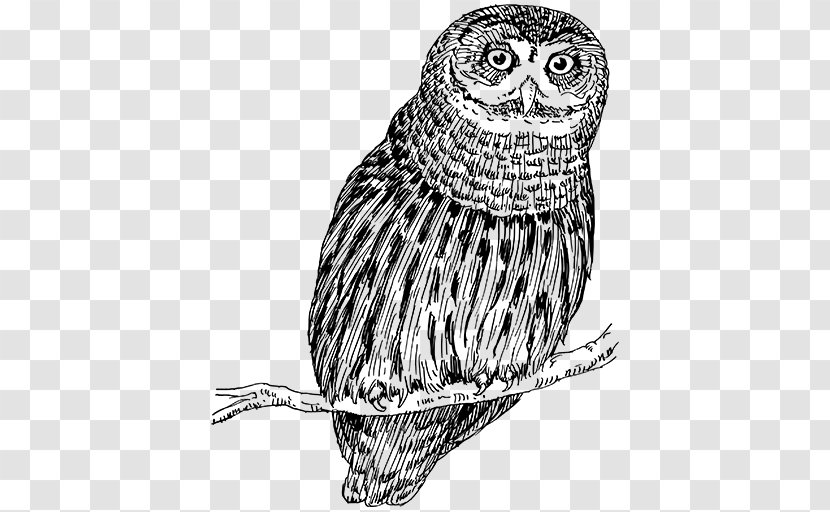 Snowy Owl Bird Drawing Vertebrate Transparent PNG