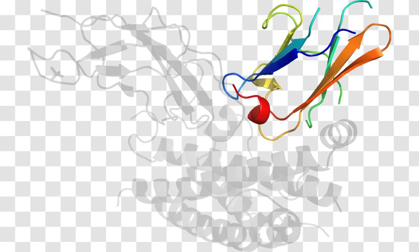 Clip Art Illustration Graphic Design Line - Frame - Corticotropinreleasing Hormone Receptor 1 Transparent PNG