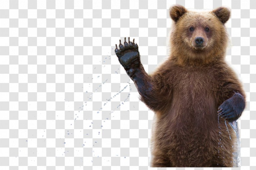 Grizzly Bear Alaska Peninsula Brown Kamchatka Verb Бурый цвет - Animal - No Bounce Transparent PNG