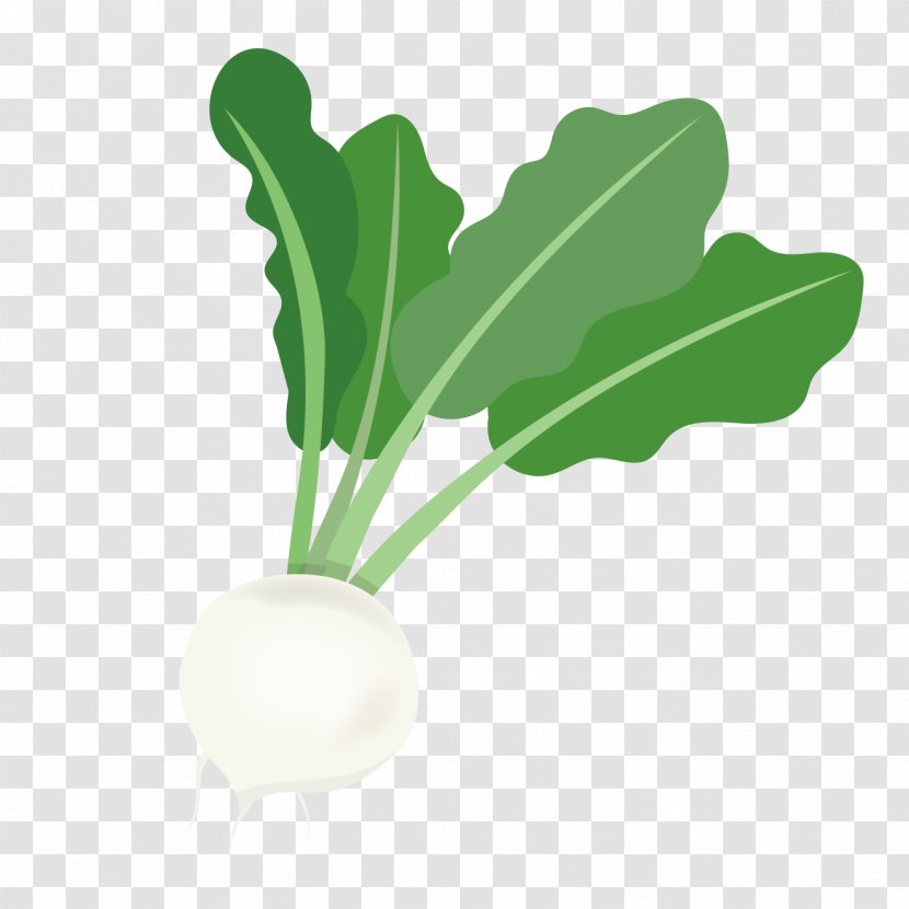 Radish Turnip Leaf Vegetable Transparent PNG