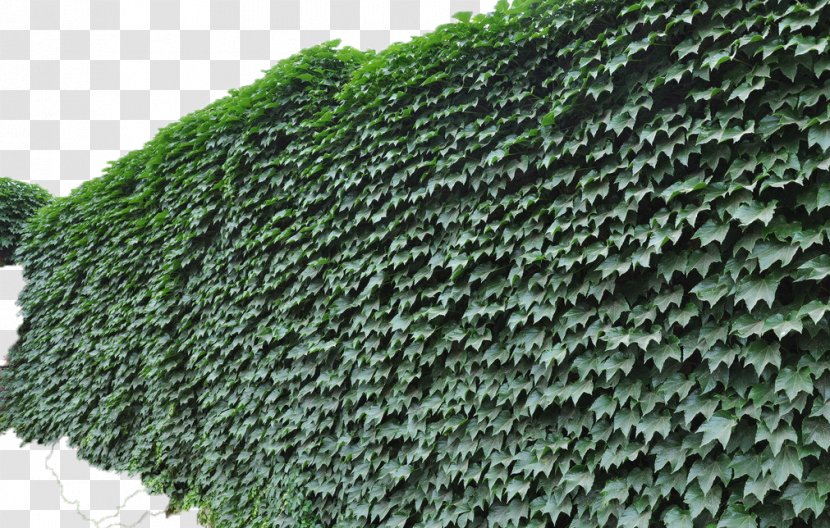 Parthenocissus Tricuspidata Plant Vine Green Campsis Grandiflora - Groundcover - Wall Tiger Transparent PNG