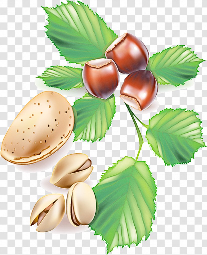 Leaf Hazelnut Chestnut Tree Nut - Woody Plant - Food Transparent PNG
