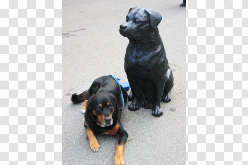 Rottweiler Puppy Dog Breed Group (dog) Transparent PNG