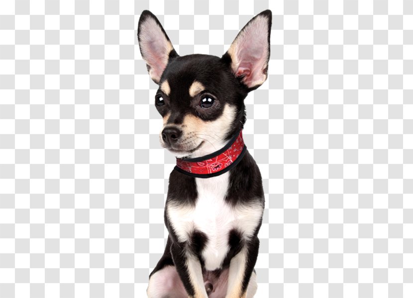 Dog Collar Chihuahua Kerchief Necklace Transparent PNG