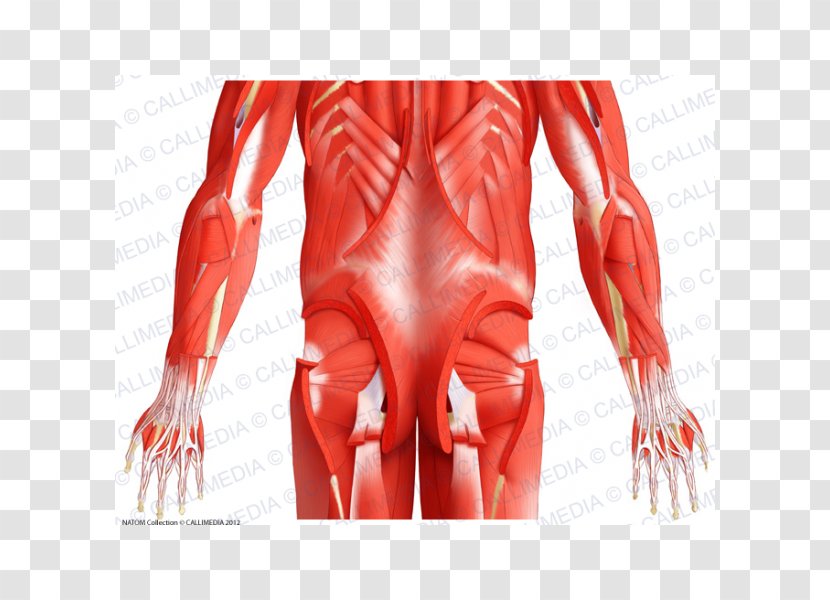 Pelvis Muscle Muscular System Human Body Gluteus Minimus - Cartoon - Erector Spinae Transparent PNG