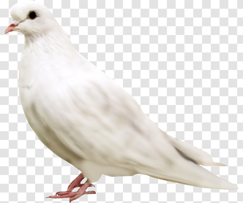 Columbidae Domestic Pigeon Doves As Symbols Clip Art - Tree - White Dove Transparent PNG