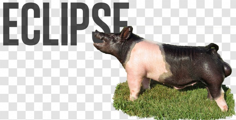 Ubisoft Reflections Driver Organization Image - Dog Like Mammal - Berkshire Boar Transparent PNG