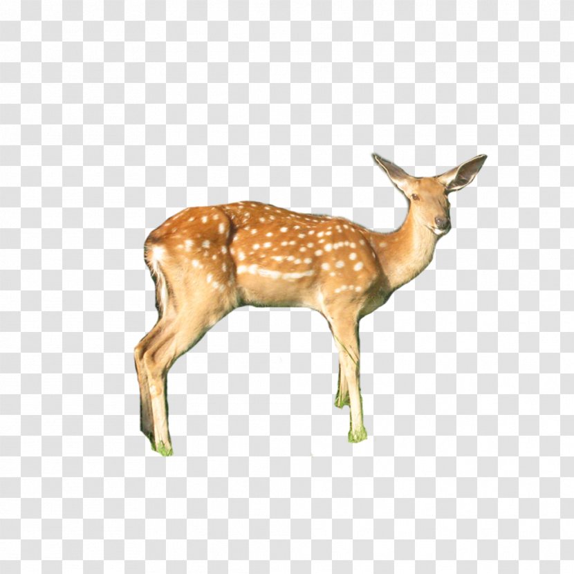 White-tailed Deer Sika - Ico - FIG Transparent PNG