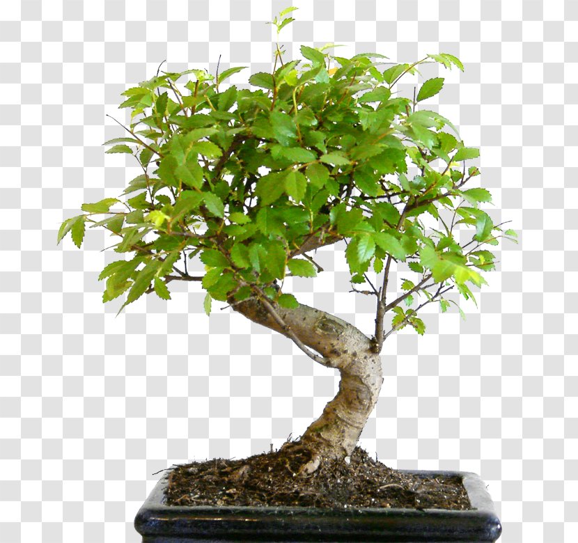 Bonsai Styles Tree Sageretia Theezans Flowerpot Transparent PNG