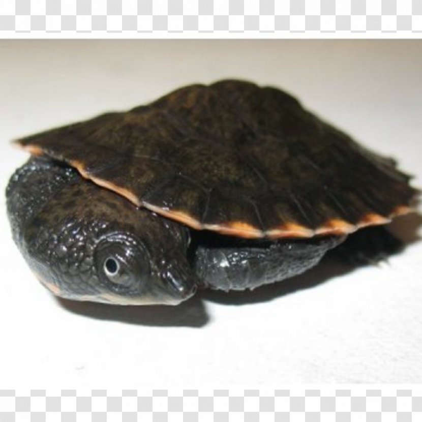 Common Snapping Turtle Box Turtles Sea Saw-shelled - Reptile Transparent PNG