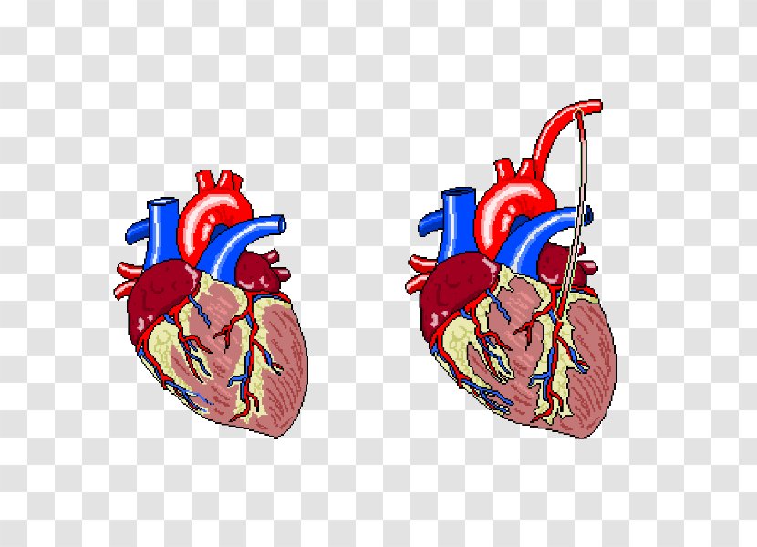 Heart Rate Electrocardiography Cardiac Muscle Myocardial Infarction - A Bundle Of Balloons Transparent PNG