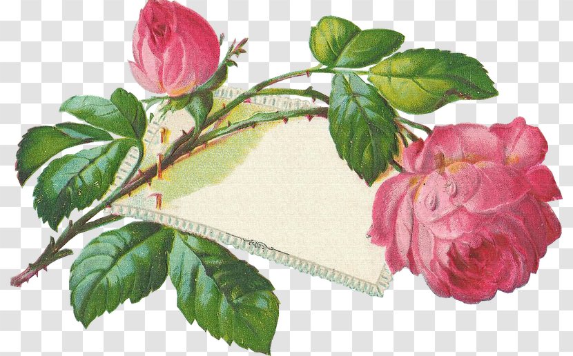 Garden Roses Ansichtkaart Post Cards Bokmärke - Plant - Floral Set Transparent PNG