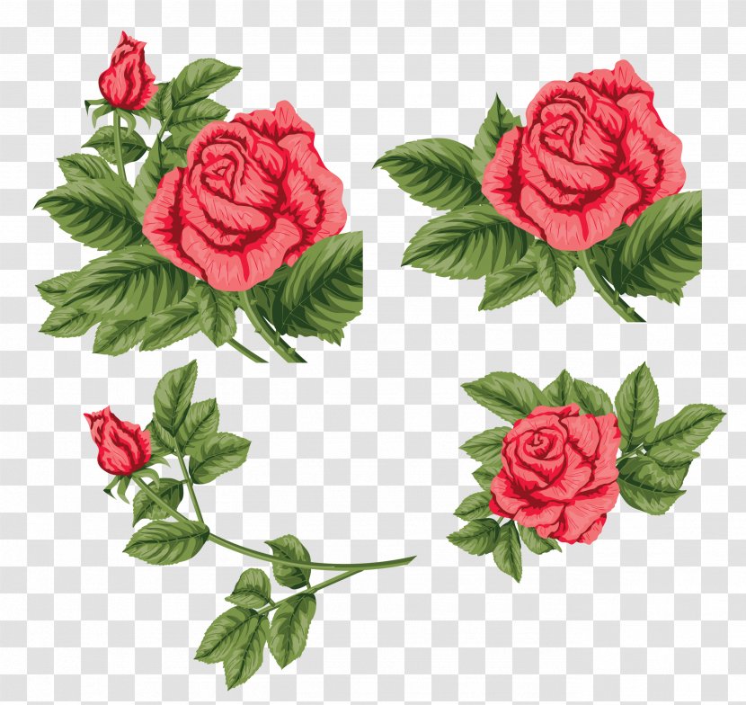 Garden Roses China Rose Cabbage Floribunda Beach - Flower Transparent PNG