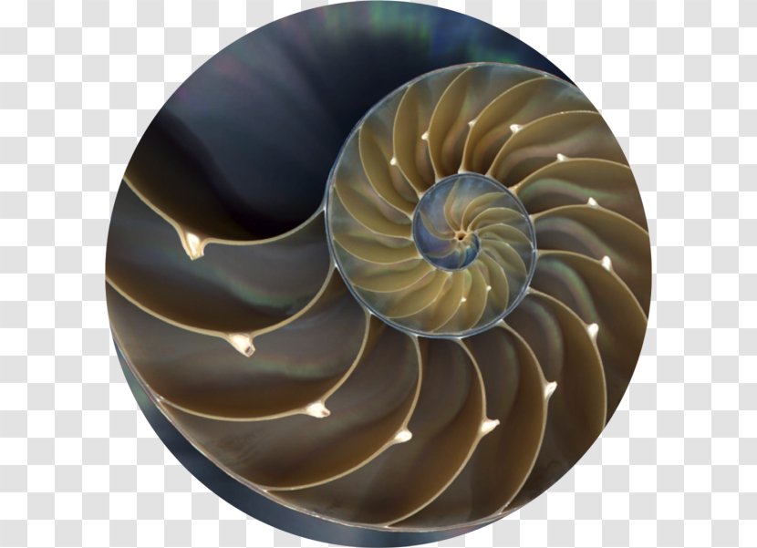 Nautilidae Chambered Nautilus Seashell Golden Ratio Stock Photography - Mathematics Transparent PNG